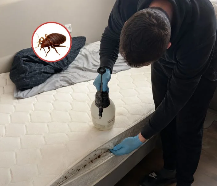 Technicien traitant un matelas contre les punaises de lit à Épinay-sur-Orge